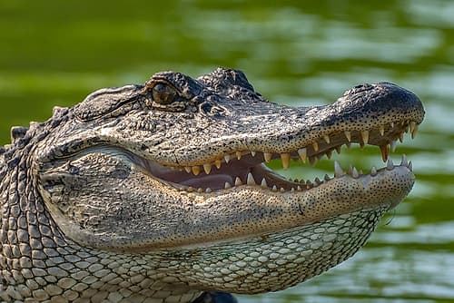 USA-Louisiana-Lake Martin Close-up of alligator cooling off Animals Print